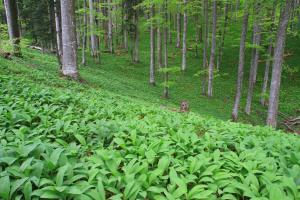 Pragozd Krokar (Marjan Artnak)